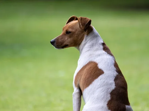 Czy Dandie Dinmont Terrier może mieszkać w hodowli?