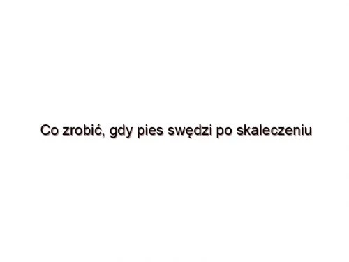 Co zrobić, gdy pies swędzi po skaleczeniu