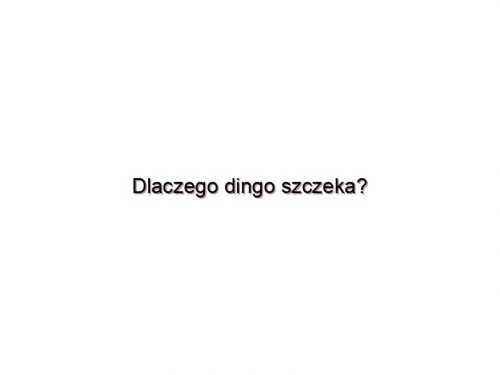 Dlaczego dingo szczeka?