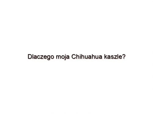 Dlaczego moja Chihuahua kaszle?